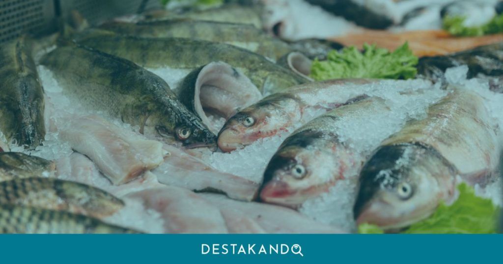 pescado no engana seis claves pescado fresco